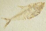 Fossil Fish (Diplomystus) - Wyoming #363809-1